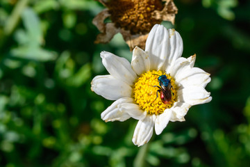 Fototapeta premium Goldwespe auf Blume