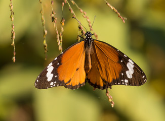 Plain Tiger Butterfly