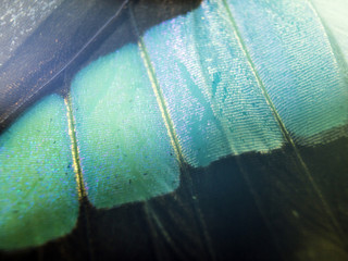 butterfly wings at high magnification