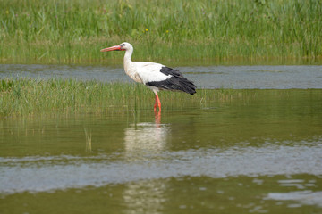 cigogne blanche