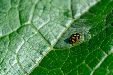 Schwarz Gelb Käfer auf grünen Blatt