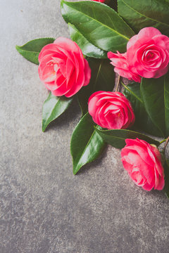 Pink japonese camellia on gray background. Copy space. Flat lay.