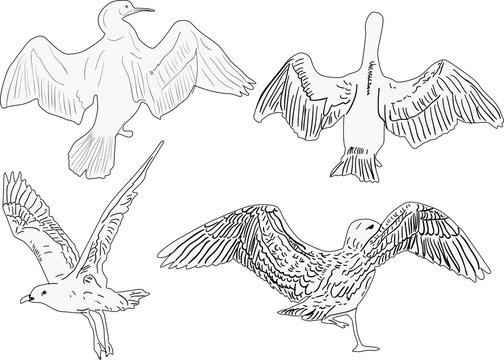 four seagulls sketches on white background