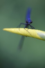 Banded demoiselle damselfly
