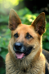 German shepherd
