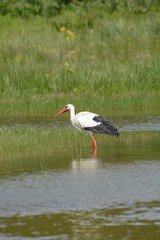 cigogne blanche