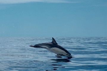 Common dolphin leaping through the air in the Azores 