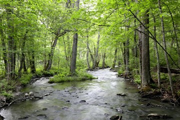 Fototapeta na wymiar Forest stream, flowing water over rocks and green lush foliage