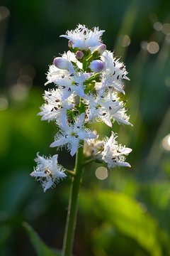Bogbean, also called Buckbean, Bog Bean, Buck Bean, Marsh Trefoil