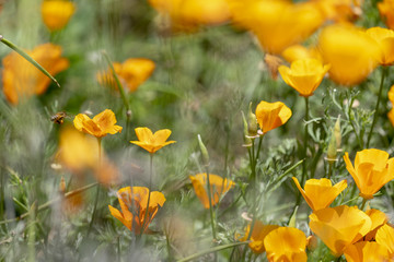 Poppies and bee