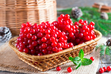 Fototapeta na wymiar Fresh ripe viburnum red berries