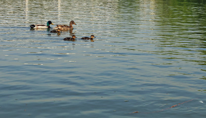 Ducks on the lake