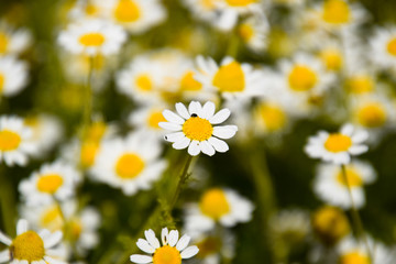 Chamomile flowers. Pharmaceutical camomile. Medicinal plant chamomile, flowering