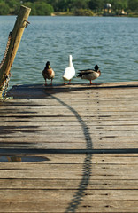 Ducks on the lake