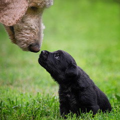 playful black puppy