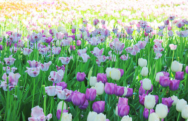 Tulip Flowers Field with Sunlight Outdoors. Beautiful Group of Various Purple and White Colorful Tulips on Flowerbed Field. Nature Background of Spring Fresh Bright Tulip Flowers Field at Park Glade. 
