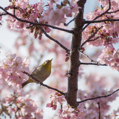 メジロと桜