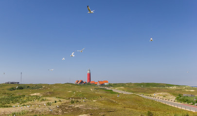 Fototapeta na wymiar Seagulls flying in the dunes of Texel Island, The Netherlands