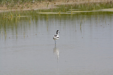 avocette élégante