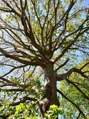 Obraz premium Eichenprozessionsspinner