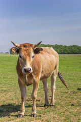 Fototapeta na wymiar Limousin cow in the landscape of Texel island, The Netherlands