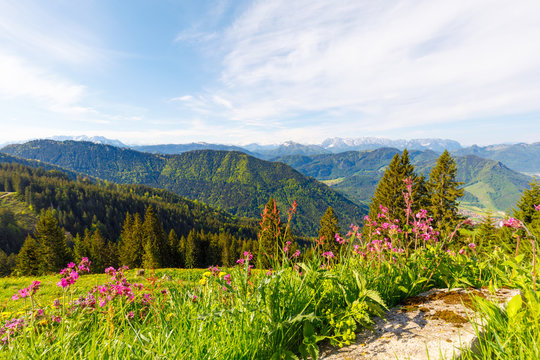 alpine flowers with beautiful view to bavarian Mountains, near Mountain Hochgern