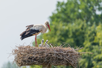 Storch (Ciconia ciconia) mit Jungstörchen im Nest