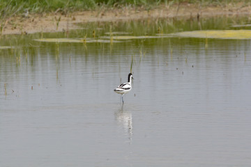 avocette élégante