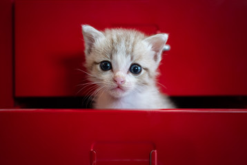 Curious cat  in red drawer, Look at the camera.