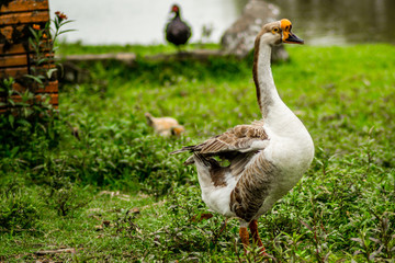 Goose in the farm