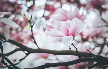 Rosa Magnolienblüten im Frühling