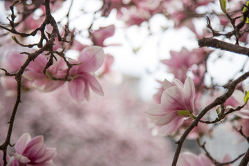 Rosa Magnolienblüten im Frühling