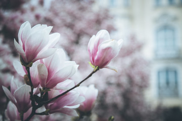 Rosa Magnolienblüten im Frühling