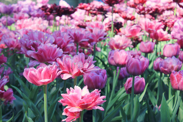 Tulips Flower Bed with Bright Blooming Soft Pink and Purple Tulip Flowers at Park Glade on Sunrise. Nature Scene with Many Fresh Growing Bloom Tulips Outdoors on Warm Sunny Spring Day Morning.