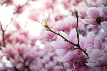 Rosa Magnolienblüten im Frühling, Sonnenlicht