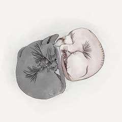 Yin Yang of two Sphynx Cats