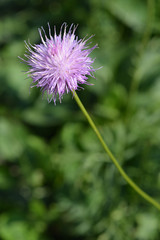 Pink flower