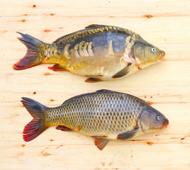 Fototapeta premium Traditional food for christmas table in Czech Republic and Poland. The Common Carp - Cyprinus Carpio. Fishing catch.