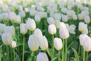 White Tulip Flowers Garden Bulbous Plants on Flowerbed Close Up View. White Soft Colored Tulips on Park Garden Glade Blooming in Spring Season. Warm Outdoor Nature Image with Natural Sunlight Effect.