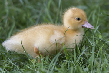Muscovy duck's duckling on grass