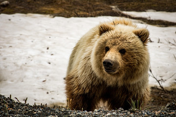 Obraz premium Alaska Grizzly Bear