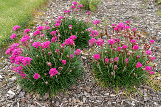 Pink Sea Thrift Plant in Bloom