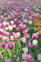 Tulip Flowers Field with Sunlight Outdoors. Beautiful Group of Various Purple and White Colorful Tulips on Flowerbed Field. Nature Background of Spring Fresh Bright Tulip Flowers Field at Park Glade.