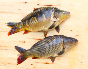 Traditional food for christmas table in Czech Republic and Poland. The Common Carp - Cyprinus Carpio. Fishing catch.