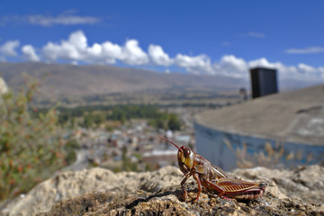 Detail of a dying grasshopper (acrididae), which when about to die no longer jumps and allowed to be photographed.