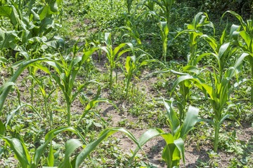 corn in garden