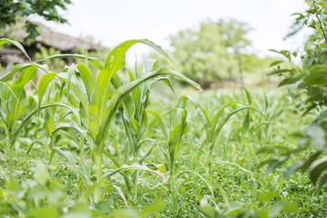 corn in garden