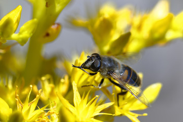 Detail of a flower fly or false bee (Eristalis sp.) Pollinating a yellow flower.