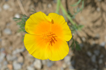 Golden poppy flower