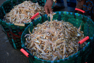 Small sea fish in a green baskets